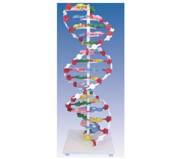 高中生物物理模型，数学模型，概念模型各有哪些例子