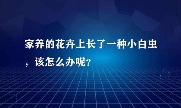 家养的花卉上长了一种小白虫，该怎么办呢？