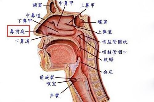 鼻前庭的介绍