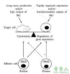 一氧化氮合酶的介绍