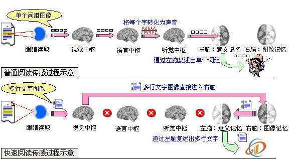 《精英特全脑速读记忆训练》是什么？是书吗？？？