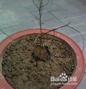 盆栽蓝莓的种植方法有哪些