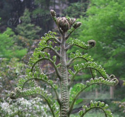 有哪些濒临灭绝的植物?