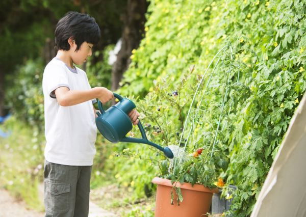 淘米水要发酵几天才可以浇花?