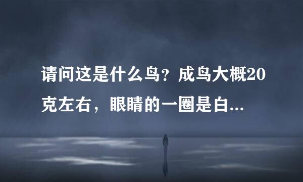 请问这是什么鸟？成鸟大概20克左右，眼睛的一圈是白色的，求学名。