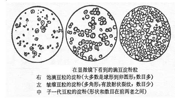 共显性的区别