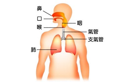 人体器官电活动图的介绍