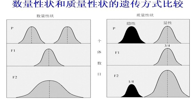 性状的数量性状