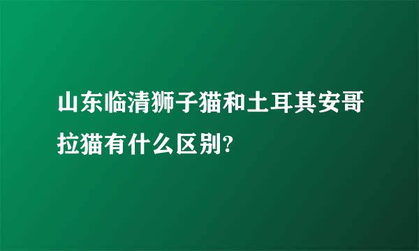 山东临清狮子猫和土耳其安哥拉猫有什么区别?