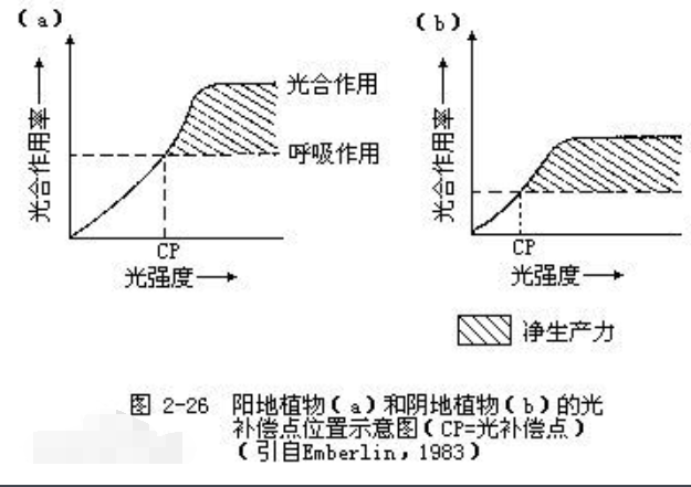 什么是光补偿点