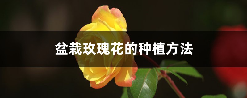 盆栽玫瑰花怎么养