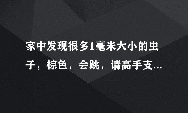 家中发现很多1毫米大小的虫子，棕色，会跳，请高手支招，谢谢了！