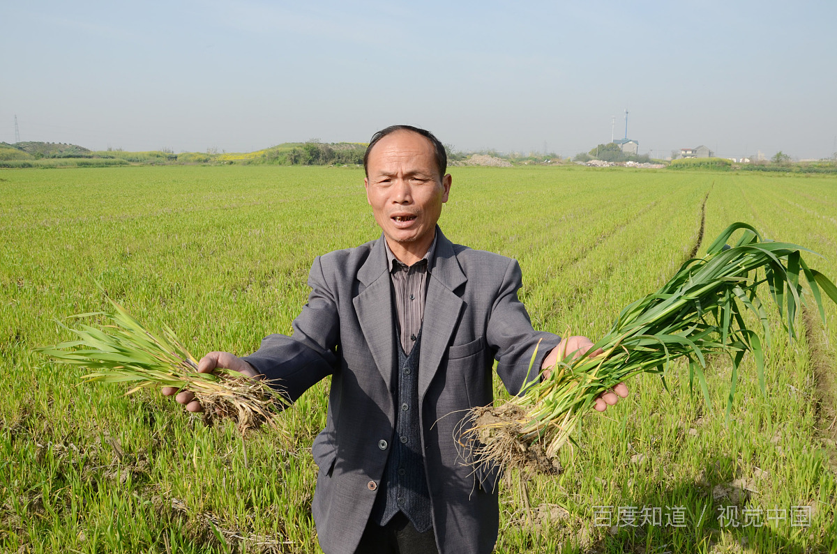 什么品种的小麦种好 怎样选择优质小麦种