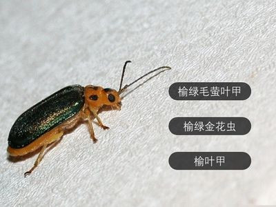 家里出现小黑虫（有图）？