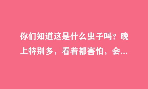 你们知道这是什么虫子吗？晚上特别多，看着都害怕，会叮人吗？对人体有害吗？