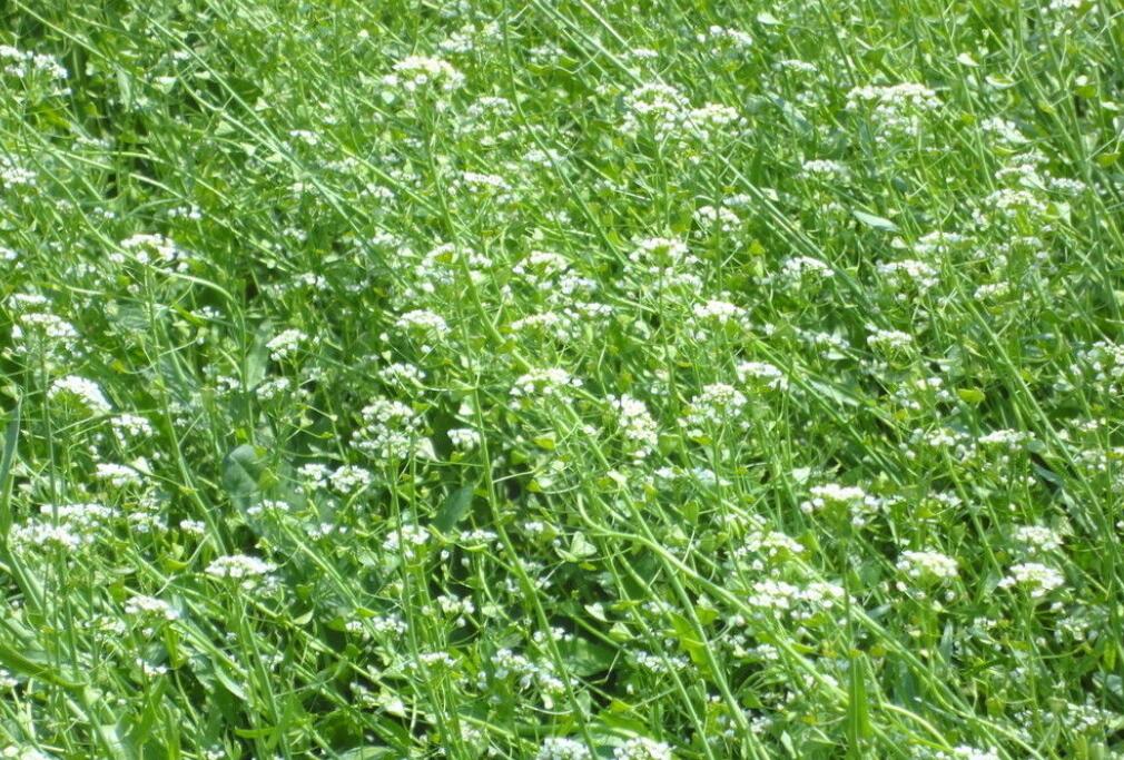 什么是苔花？