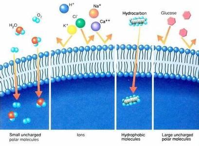 请详细解释一下自由扩散  协助扩散  主动运输