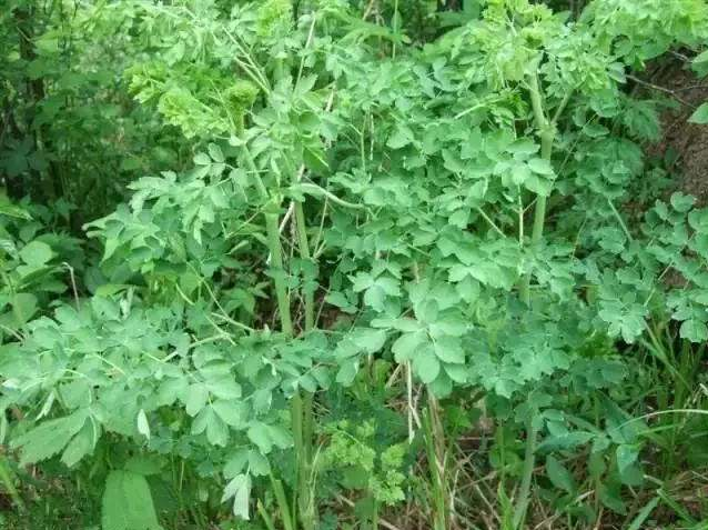 东北山野菜有哪些？