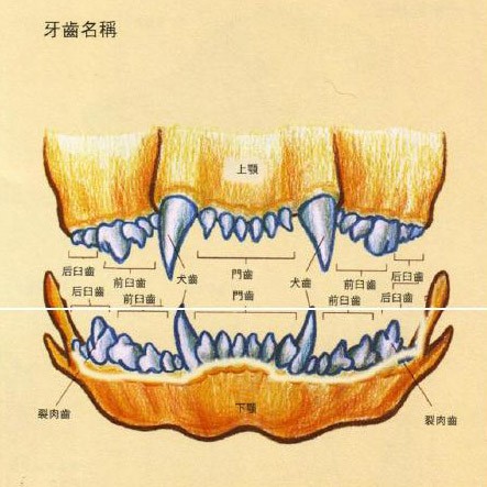 怎么看牙齿分辨狗的年龄