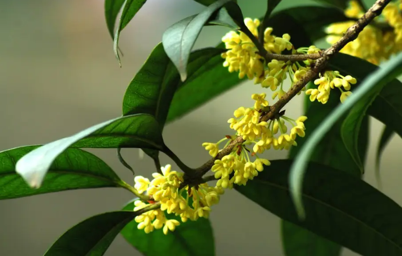 桂花的花语是什么