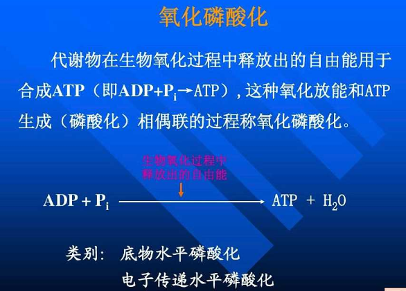 生化名词解释:氧化磷酸化