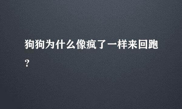 狗狗为什么像疯了一样来回跑？