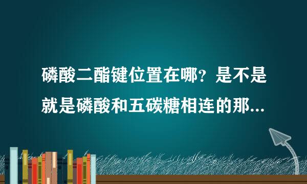 磷酸二酯键位置在哪？是不是就是磷酸和五碳糖相连的那两个键都是？