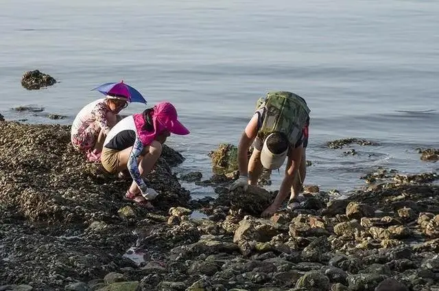 海蛎子加入“赶海套餐”：铺满海滩，这些海蛎子都是哪里来的？