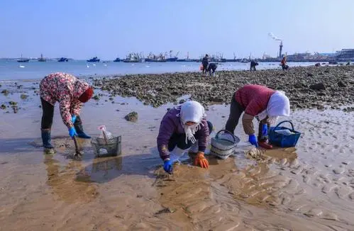 海蛎子加入“赶海套餐”：铺满海滩，这些海蛎子都是哪里来的？