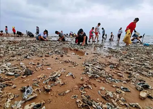 海蛎子加入“赶海套餐”：铺满海滩，这些海蛎子都是哪里来的？