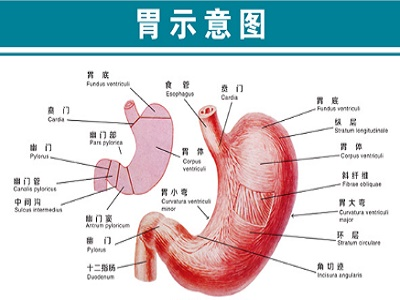 胃怎么读