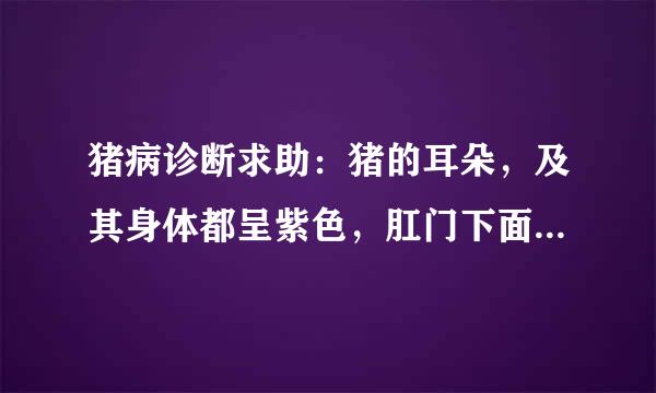 猪病诊断求助：猪的耳朵，及其身体都呈紫色，肛门下面有块很深的紫斑。