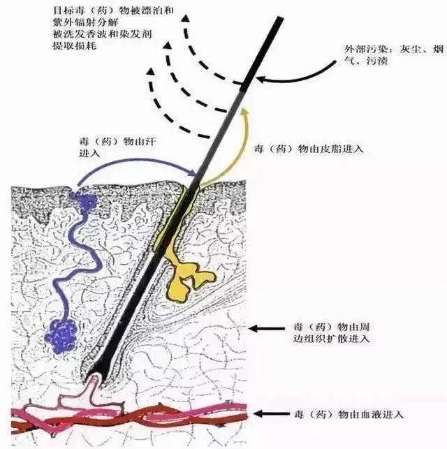 毛发检测是检测什么