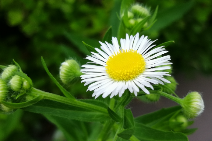 农村常见的50种野花野草