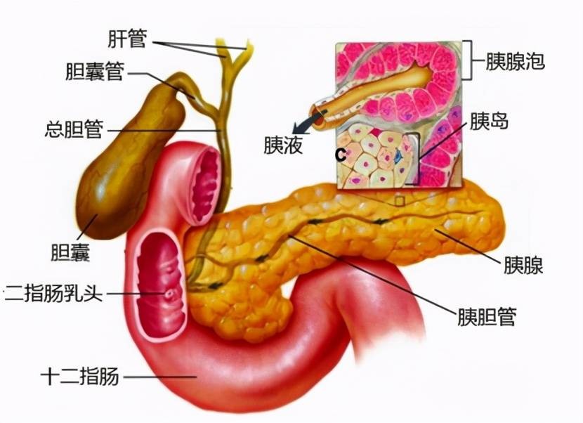 胆囊息肉怎么治疗最好？