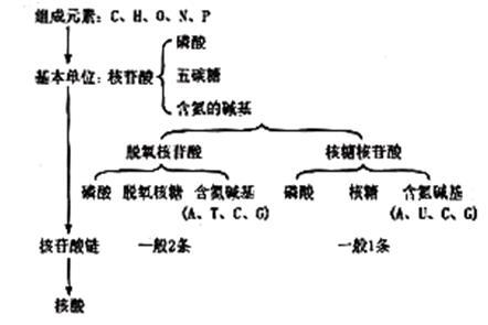 核苷酸和核酸的概念相同吗？