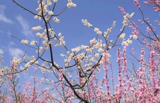 升温浪潮席卷全国，北方多地暖热如初夏，接下来还会出现寒潮吗？