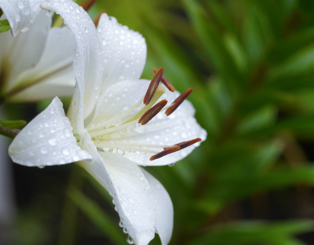 百合花在什么季节开花？百合花的花期是多长时间？