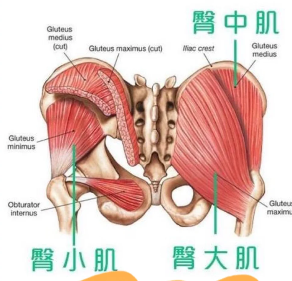 臀的拼音组词