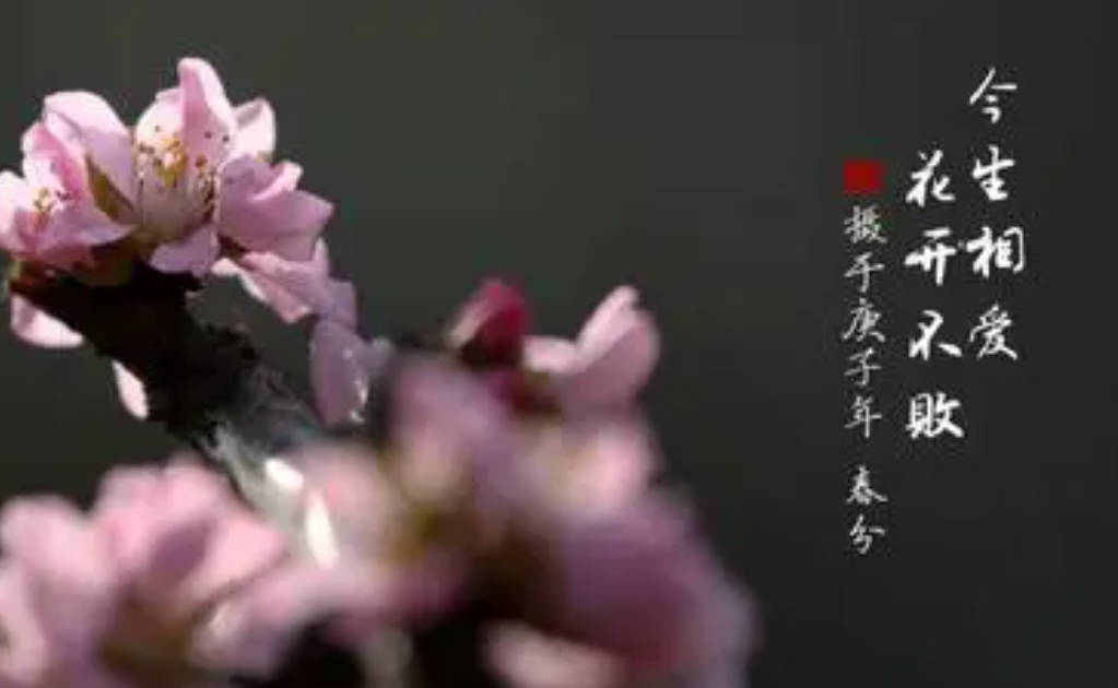 今生相爱花开不败歌曲是什么歌？