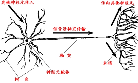 头颅真的能移植吗？