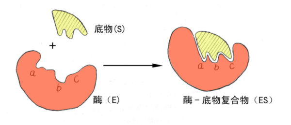 什么叫做酶促反应？