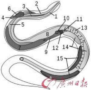 蛇的七寸具体在哪里？ 图解，谢谢