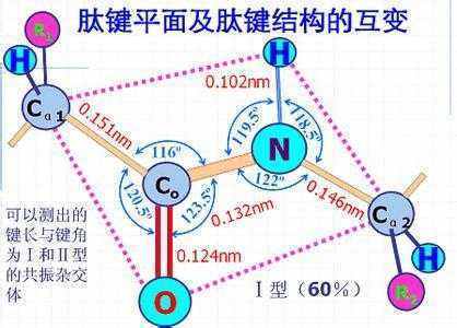 什么是肽链 肽链和肽键是什么关系