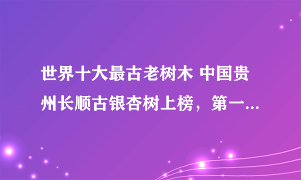 世界十大最古老树木 中国贵州长顺古银杏树上榜，第一树龄9500年