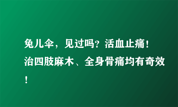 兔儿伞，见过吗？活血止痛！治四肢麻木、全身骨痛均有奇效！