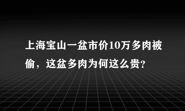 上海宝山一盆市价10万多肉被偷，这盆多肉为何这么贵？