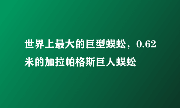 世界上最大的巨型蜈蚣，0.62米的加拉帕格斯巨人蜈蚣