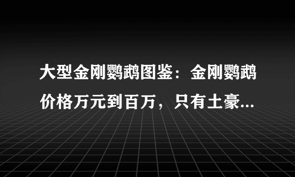 大型金刚鹦鹉图鉴：金刚鹦鹉价格万元到百万，只有土豪才养得起