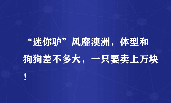 “迷你驴”风靡澳洲，体型和狗狗差不多大，一只要卖上万块！